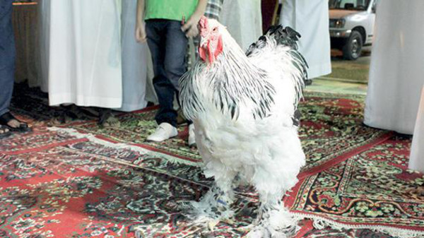 مزايين الدجاج في مدينة الرياض