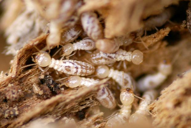 مكافحة النمل الابيض في المزرعة