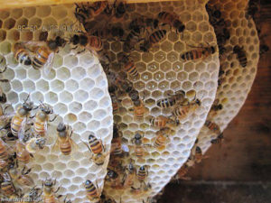 فوائد العسل لضعف التبويض