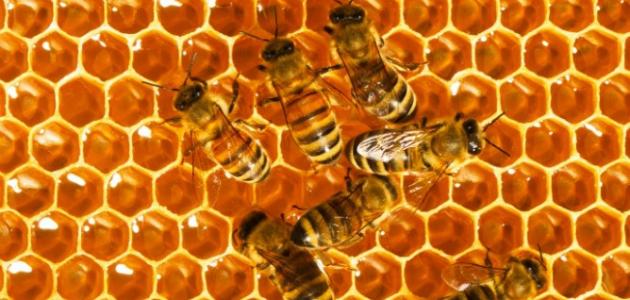فوائد العسل لمرضى السرطان